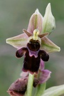 Die Ewok-Orchidee...