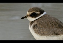 Sandregenpfeifer (Charadrius hiaticula)