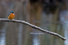 Der erste Schnee - Eisvogel aus Brandenburg III