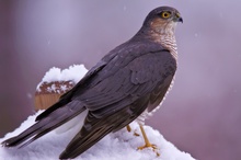 Sperbermännchen (Accipiter nisus)