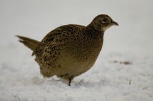 einfüßige Fasanenhenne (Phasianus colchicus)