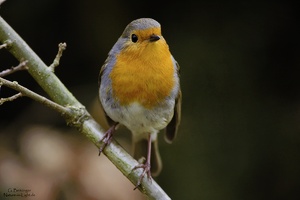 Rotkehlchen (Erithacus rubecula)