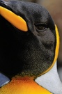 Auge in Auge - Königspinguin - Wildlife