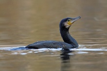 Phalacrocorax carbo - Kormoran