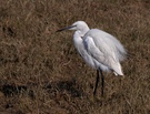 Seidenreiher (Egretta Garzetta)