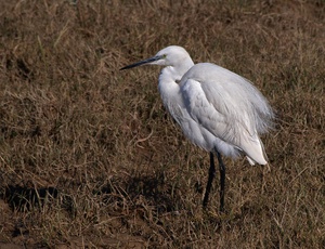 Seidenreiher (Egretta Garzetta)