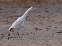 Kuhreiher (Bubulcus Ibis)