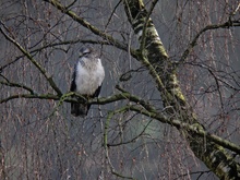 Mäusebussard