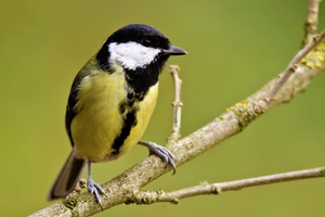 Kohlmeise (Parus major)