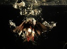 Eisvogel fliegt im Wasser