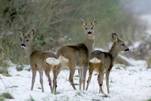 Drei im Schnee