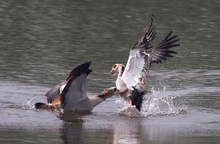 Nilgänse