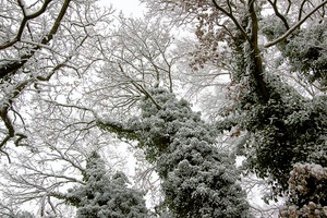 Winterzauber auf meinem Hof