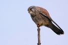 Turmfalke auf Sitzwarte