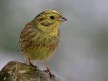 Emberiza citrinella - Goldammer