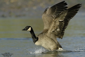 Kanadagans (Branta canadensis)