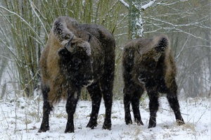 Zwei im Schnee