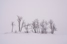 Bäume im Winter und Nebel