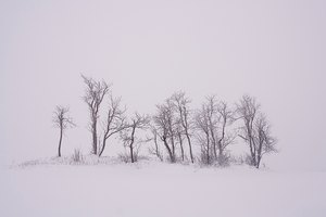 Bäume im Winter und Nebel
