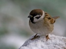 Passer montanus - Feldsperling