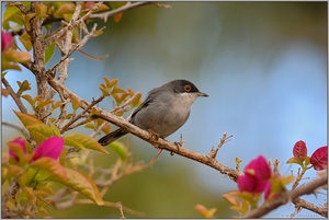 in der Bougainvillea... Samtkopfgrasmücke (m) *Sylvia melanocephala*