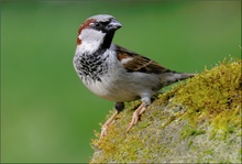 Sperling (Passer domesticus)