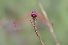 Trithemis annulata