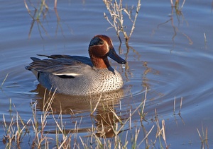 Krickente (Anas Crecca)