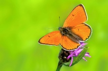 Großer Feuerfalter (Lycaena dispar)