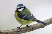 Parus caeruleus - Blaumeise