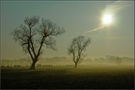 Diffuser Morgen