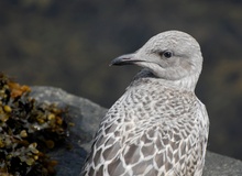 Close up Silbermöwe (Jungvogel)