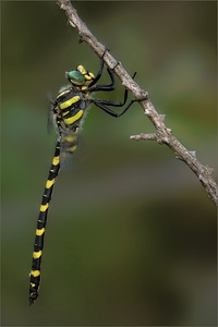 Zweigestreifte Quelljungfer (Cordulegaster boltonii)