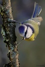 ...und noch ´ne Blaumeise...