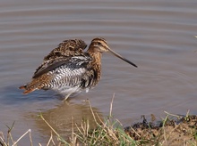 Bekassine (Gallinago Gallinago)