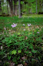 Dentaria bulbifera