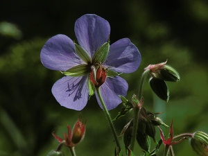 Wiesen-Storchschnabel (Geranium pratense)