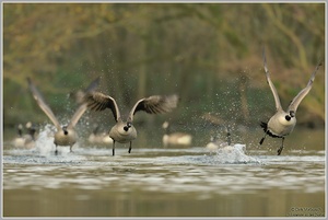 Kanadagans (Branta canadensis)