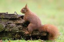 Eichhörnchen (Sciurus vulgaris)