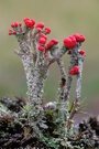 Becherflechte (Cladonia spec.)
