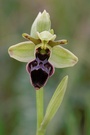 Ophrys scolopax x ????