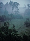 Wacholderheide Elmpter Schwalmbruch im Nebel