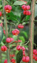 Pfaffenhütchen (Euonymus europaeus) im Herbst