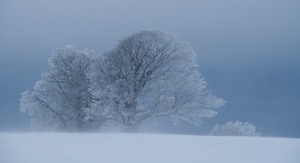 Fächerkorallen