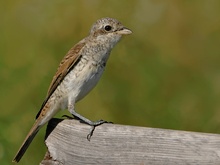 Neuntöter (weiblich)