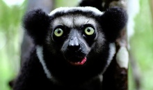 Indri