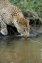 Männlicher Leopard im Sabi Sands Reserve