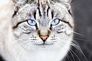 Katze