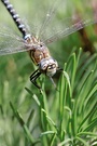 Libelle