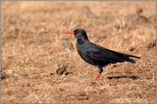 Graja... Alpenkrähe *Pyrrhocorax pyrrhocorax barbarus*